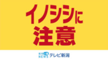 長岡市和島中沢の田んぼにイノシシ　市内で初めてイノシシの緊急銃猟を実施《新潟》