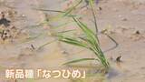 「【期待】暑さに強いコメ　新潟県が開発した極早生品種「なつひめ」の田植えが始まる《新潟》」の画像1