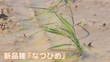 【期待】暑さに強いコメ　新潟県が開発した極早生品種「なつひめ」の田植えが始まる《新潟》