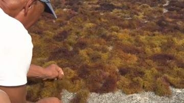 佐渡の郷土料理「いごねり」の原料となる海藻エゴノリの漁が最盛期