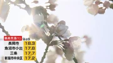 上越市・高田城址公園で観桜会はじまる　新潟市ではサクラ満開に