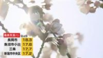 上越市・高田城址公園で観桜会はじまる　新潟市ではサクラ満開に