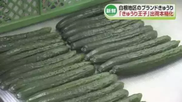 ブランドきゅうり「しろね きゅうり王子」出荷が本格化　新潟市の白根地区《新潟》