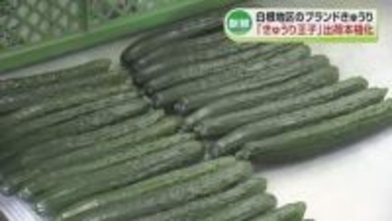 ブランドきゅうり「しろね きゅうり王子」出荷が本格化　新潟市の白根地区《新潟》