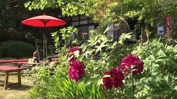 ボタンの花が満開　“牡丹寺”として知られる佐渡・長谷寺《新潟》