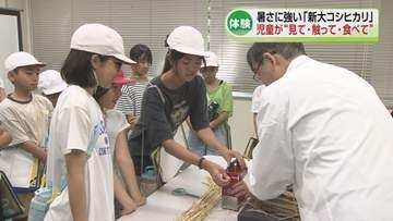 【暑さに強いコメ】小学生が新潟大学で「新大コシヒカリ」を学習　児童が“見て・触って・食べて”《新潟》