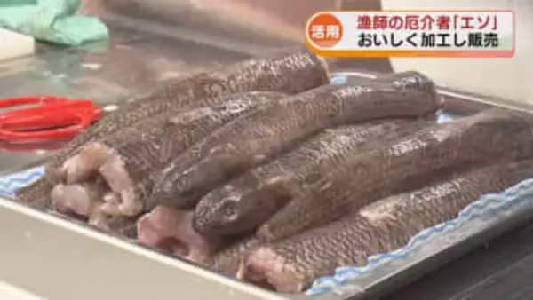 “漁師の厄介者” 未利用魚「エソ」を有効活用　「つゆ」「みそ汁のもと」商品開発広がる　オイシックスのスタグルにも活用 《新潟》