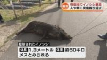 【騒然】住宅街でイノシシ暴走　人や車に突進繰り返す　大捕り物の現場を取材 《新潟》