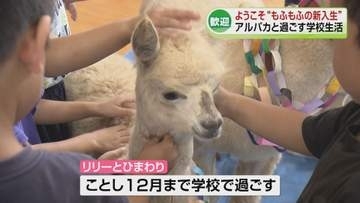 【ようこそ】モフモフの新入生　アルパカ2頭が小学校に「入学」《新潟》