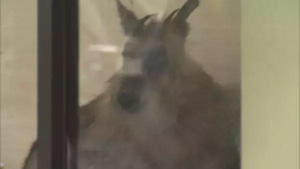 【速報】銀行の店舗内にカモシカが侵入　体長1メートルのニホンカモシカ現る　動画で見る現場《新潟・柏崎》