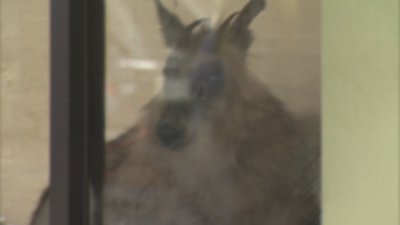 【速報】銀行の店舗内にカモシカが侵入　体長1メートルのニホンカモシカ現る《新潟・柏崎》
