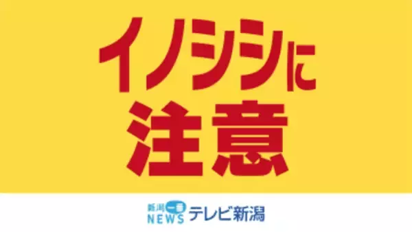 「住宅軒下の倉庫に…」魚沼市でイノシシの緊急銃猟を実施　県内でイノシシの緊急銃猟は初《新潟》
