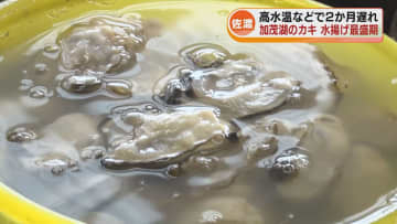 冬の味覚「カキ」の水揚げが佐渡でピーク　水温が高く生育が遅れるもプリプリに育つ 《新潟》