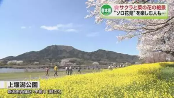【春本番】サクラに菜の花…お花見日和に　ひとりで楽しむ“ソロ花見”も《新潟》