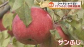 佐渡産リンゴ「サンふじ」の収穫が最盛期　糖度高くおいしく仕上がる　贈答用としても人気 《新潟》