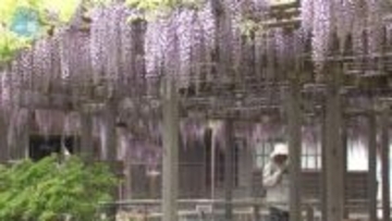 【1か月予報】5月も気温高い見込み　晴れの日多い予想《新潟》