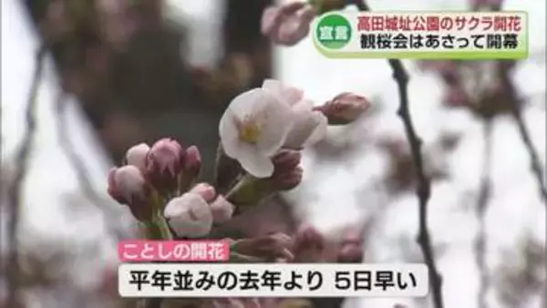 サクラ名所の上越市でも開花　高田城址公園では4月3日から観桜会