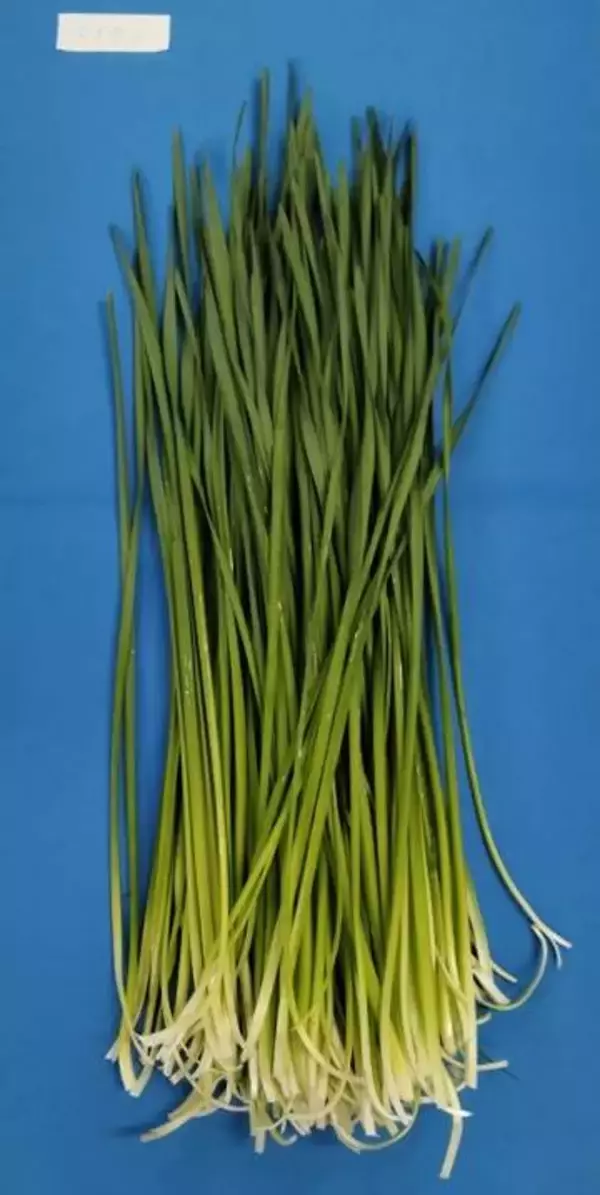 【食中毒】自宅に生えた有毒成分を含むスイセンをニラ誤って“中華風いため”として食べる　3人が嘔吐や下痢などの症状《新潟》