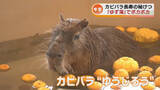 「【冬至】カピバラ　ゆず湯でポカポカ　「つかっていることが長寿の秘けつ」《新潟》」の画像1