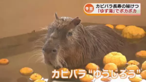 【冬至】カピバラ　ゆず湯でポカポカ　「つかっていることが長寿の秘けつ」《新潟》