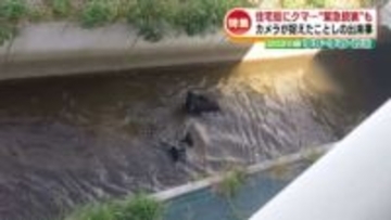 【2025注目された記事】今年の漢字にも選ばれた「熊」から、驚きの事件・事故まで　あなたの記憶に残る出来事は《新潟》