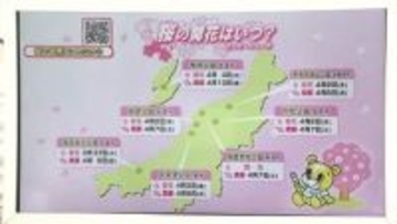 各地のサクラ開花予想は？　新潟市では平年より8日、去年より6日早い開花発表