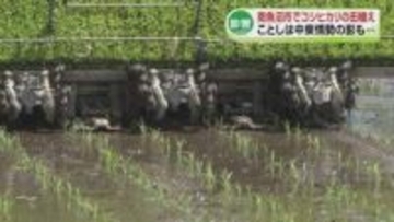 【コメ】南魚沼市でコシヒカリの田植え　ことしは中東情勢の影響も《新潟》