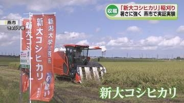 【コメ】“暑さに強い”新潟大学が開発した「新大コシヒカリ」の稲刈り　収量は去年より多い見込み《新潟》