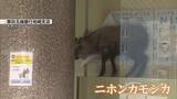 「【出没】どこから来た？銀行に侵入した「カモシカ」　国の特別天然記念物に指定　市街地は騒然《新潟》」の画像1