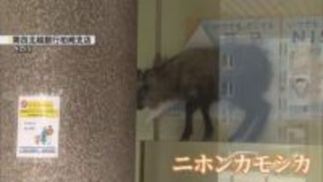 【出没】どこから来た？銀行に侵入した「カモシカ」　国の特別天然記念物に指定　市街地は騒然《新潟》