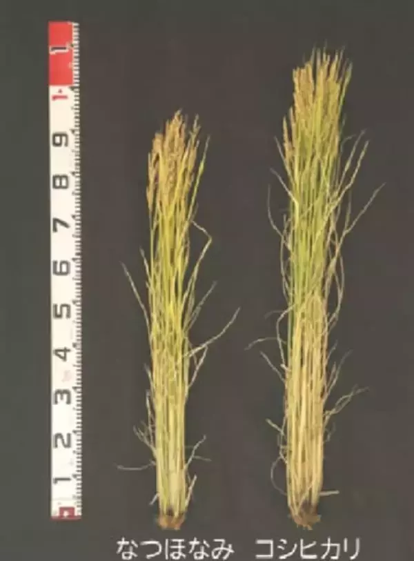 新品種のネーミングは「なつほなみ」　暑さに強く8月中に収穫できる“極早生”新潟米《新潟》