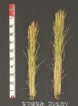 新品種のネーミングは「なつほなみ」　暑さに強く8月中に収穫できる“極早生”新潟米《新潟》