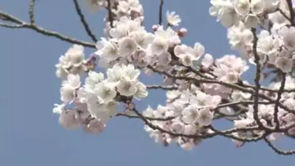 「新潟市はサクラが満開に　向こう1か月は気温高い予想《新潟》」の画像