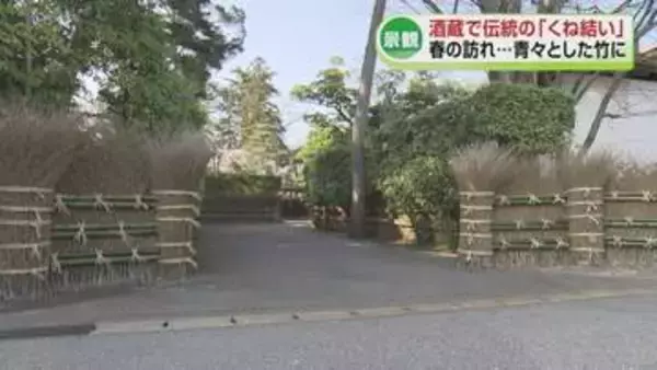 【春告げる】酒蔵で伝統の「くね結い」　竹でできた垣根を結い直す行事《新潟》