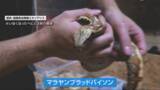 「【速報】上越市の店舗から脱走していたとみられるヘビ発見される　行方不明から8日ぶり　全長1メートル以上の「マラヤン ブラッド パイソン」《新潟》」の画像1