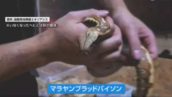 【速報】上越市の店舗から脱走していたとみられるヘビ発見される　行方不明から8日ぶり　全長1メートル以上の「マラヤン ブラッド パイソン」《新潟》