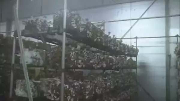 【偽装】県外産のシイタケなど「新潟県産」と表示　産地偽り販売　社長が謝罪「オーダーに応えたくて」 《新潟》