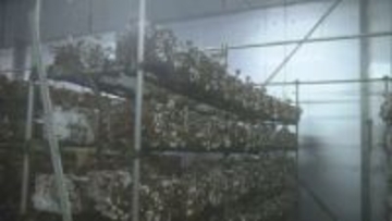 【偽装】県外産のシイタケなど「新潟県産」と表示　産地偽り販売　社長が謝罪「オーダーに応えたくて」 《新潟》