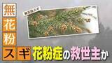 「【特集】救世主か　いまや“国民病”の花粉症　“無花粉スギ”の研究が新潟で進む《新潟》」の画像1