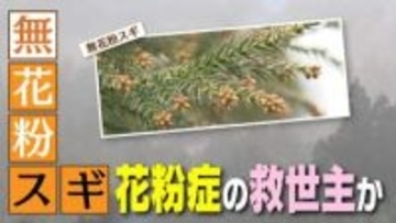 【特集】救世主か　いまや“国民病”の花粉症　“無花粉スギ”の研究が新潟で進む《新潟》