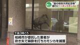 「【騒然】柏崎市の銀行にカモシカ現る　約3時間ATMコーナーに居座ったあと麻酔で捕獲　国の特別天然記念物のニホンカモシカ《新潟》」の画像1