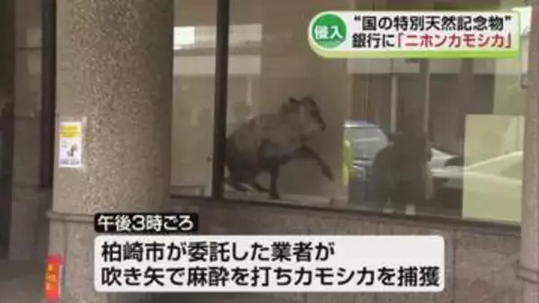 【騒然】柏崎市の銀行にカモシカ現る　約3時間ATMコーナーに居座ったあと麻酔で捕獲　国の特別天然記念物のニホンカモシカ《新潟》
