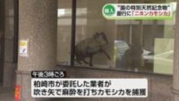 【騒然】柏崎市の銀行にカモシカ現る　約3時間ATMコーナーに居座ったあと麻酔で捕獲　国の特別天然記念物のニホンカモシカ《新潟》