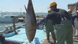 「【なぜ】連日水揚げが100キロ超　クロマグロが豊漁も…「手放しで喜べない」《新潟》」の画像1