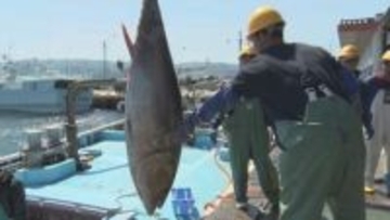 【なぜ】連日水揚げが100キロ超　クロマグロが豊漁も…「手放しで喜べない」《新潟》