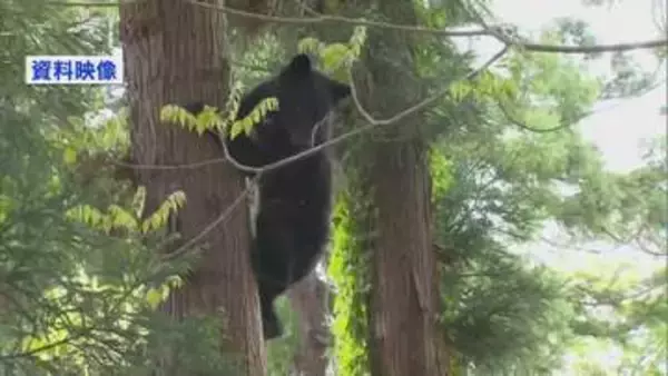 田んぼの中を集落方面へ歩くクマ目撃　体長約1メートルのクマに警戒　新潟・妙高市