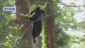 田んぼの中を集落方面へ歩くクマ目撃　体長約1メートルのクマに警戒　新潟・妙高市