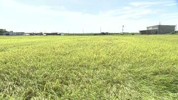 ことしの出来は？コメの作柄や収量を予測する作況調査《新潟・三条》