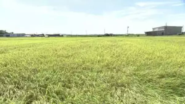ことしの出来は？コメの作柄や収量を予測する作況調査《新潟・三条》
