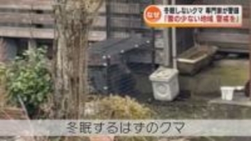 12月なのにクマの出没相次ぐ　専門家「とくに雪の少ない地域では警戒続けて」